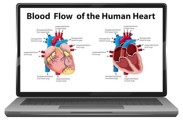 conduction system of heart pdf