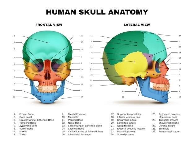 anatomy and physiology 1 study guide pdf